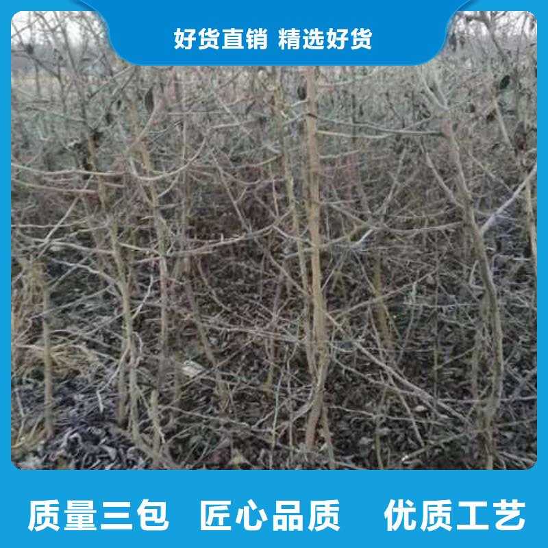 杜梨秋月梨树苗懂您所需