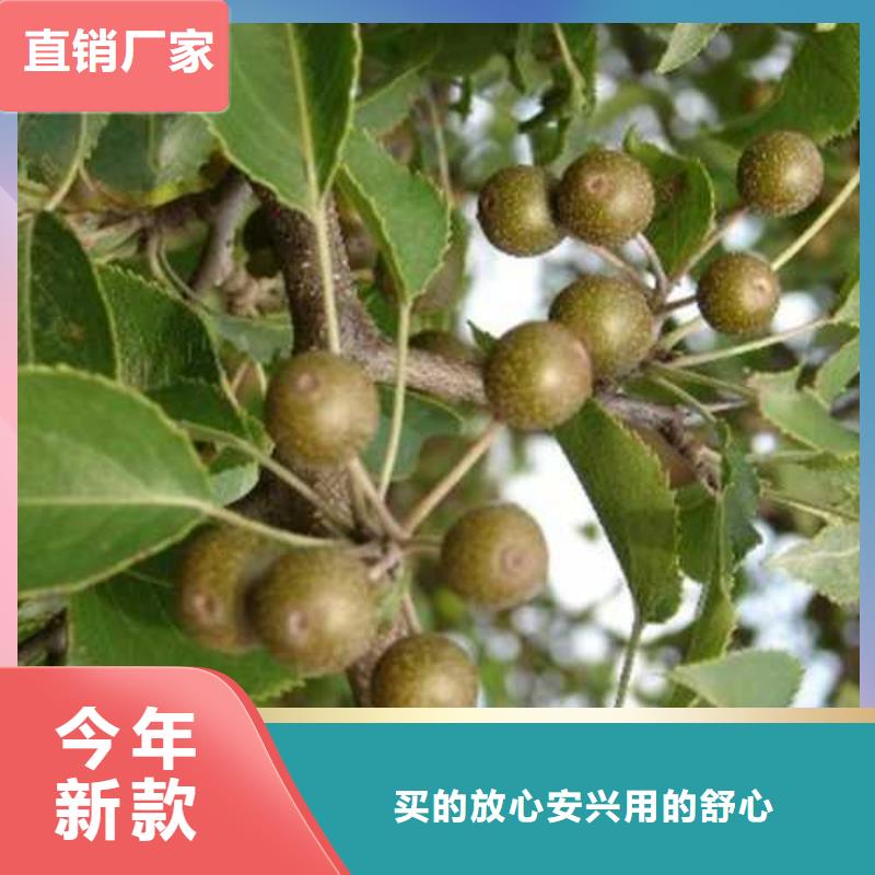 奥红全红梨树苗视频-太原市奥红全红梨树苗-(周边)可服务区域杏花岭|古交|晋中|长治|临汾|运城|朔州|吕梁|大同