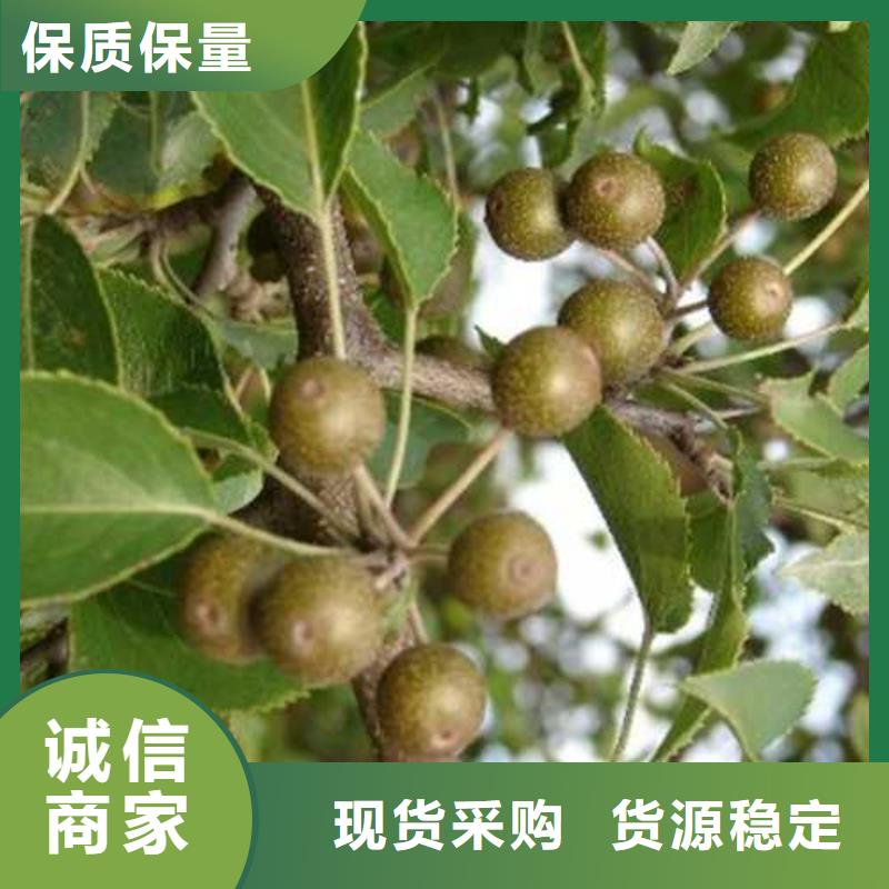 杜梨奥红全红梨树苗一站式采购