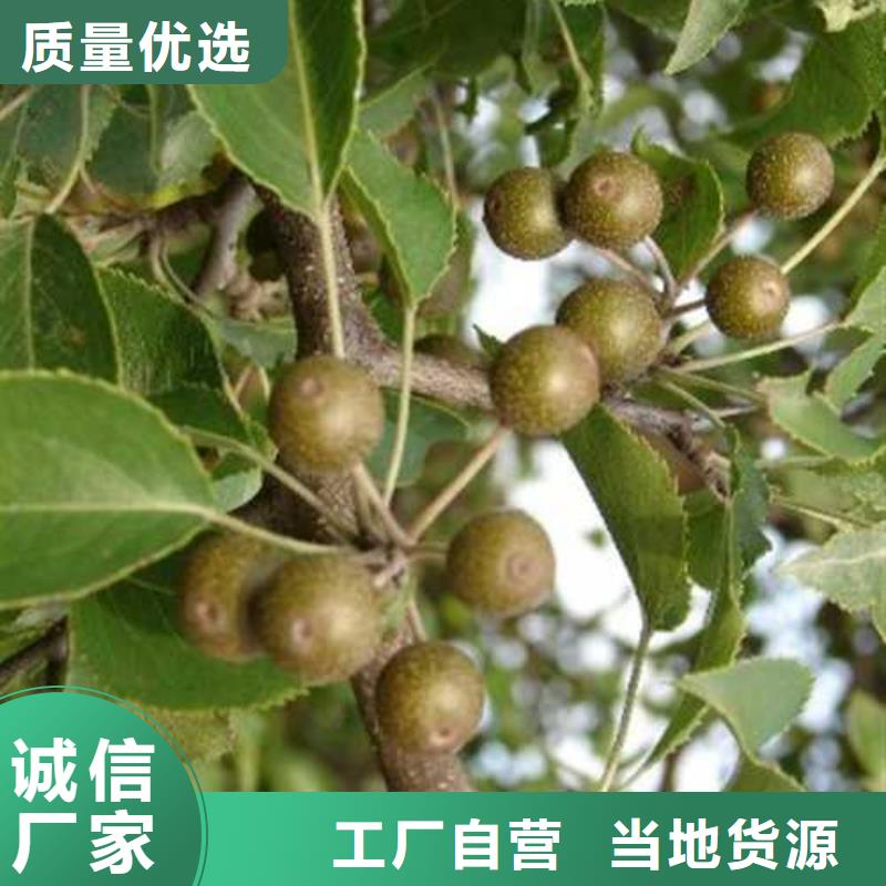 杜梨【秋月梨树苗】一手货源源头厂家