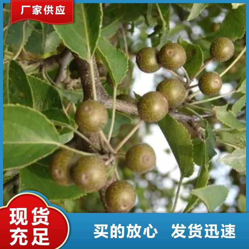 杜梨,黄冠梨树苗好厂家有担当