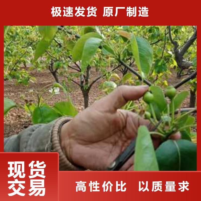 奥红全红梨树苗视频-太原市奥红全红梨树苗-(周边)可服务区域杏花岭|古交|晋中|长治|临汾|运城|朔州|吕梁|大同