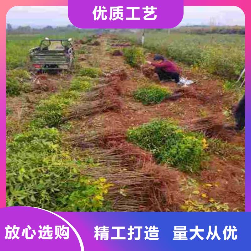 杜梨杜梨苗用心做好细节