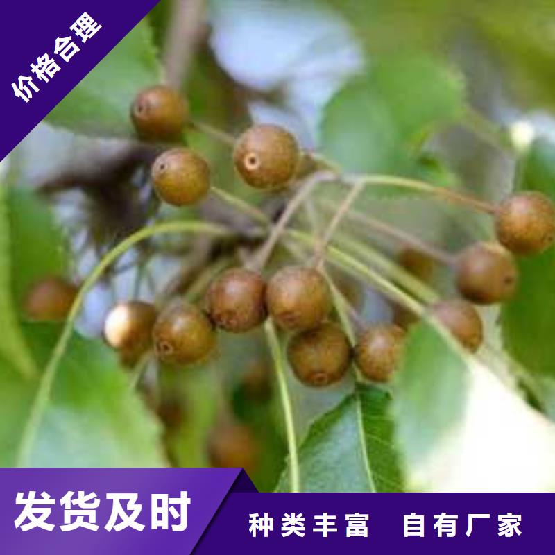 奥红全红梨树苗视频-太原市奥红全红梨树苗-(周边)可服务区域杏花岭|古交|晋中|长治|临汾|运城|朔州|吕梁|大同