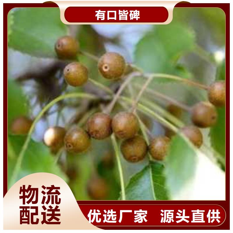 杜梨红香酥梨树苗超产品在细节