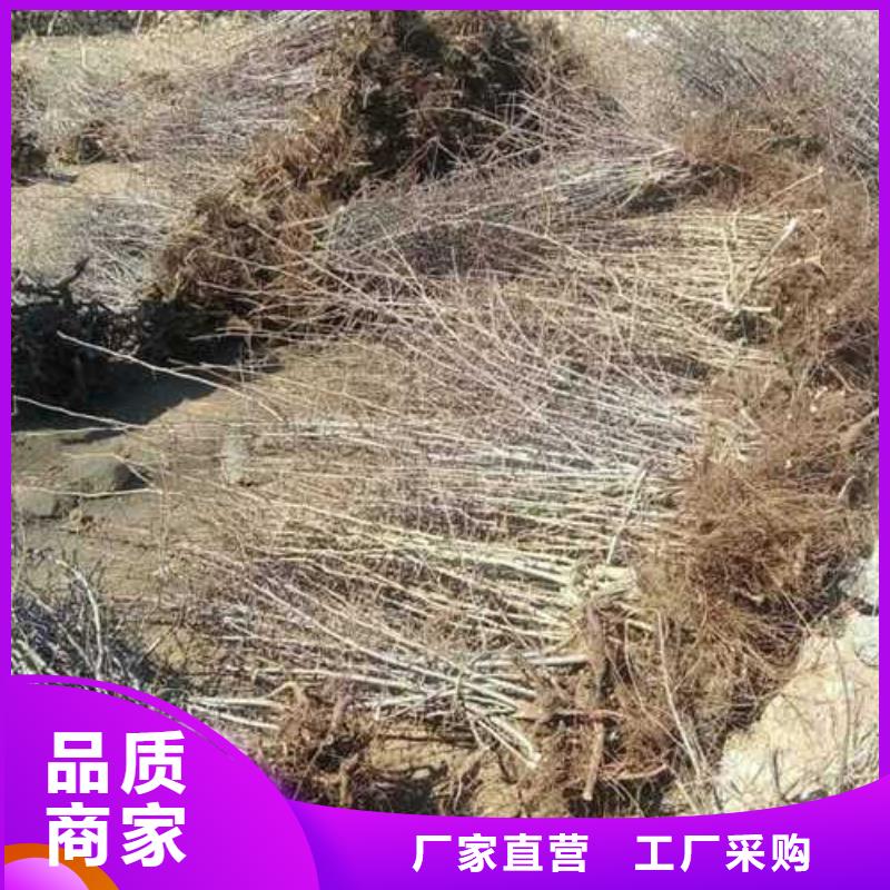 杜梨_奥红全红梨树苗快速物流发货