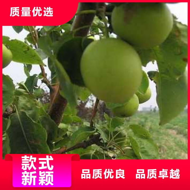 杜梨杜梨苗颜色尺寸款式定制