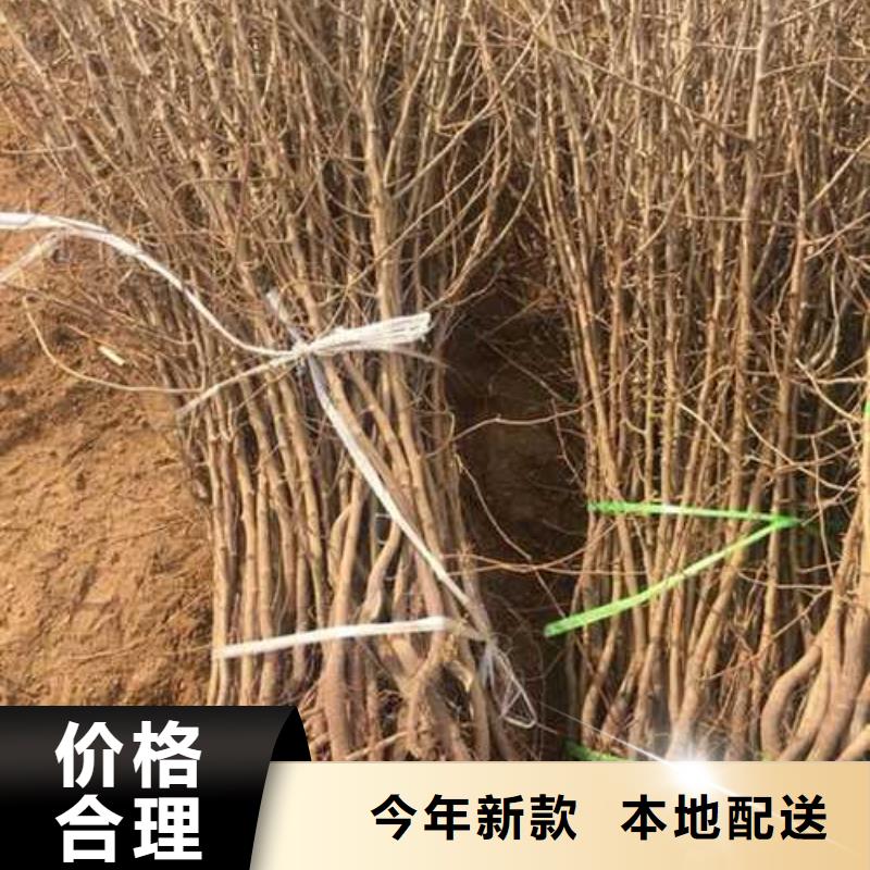 杜梨_玉露香梨树苗细节决定品质