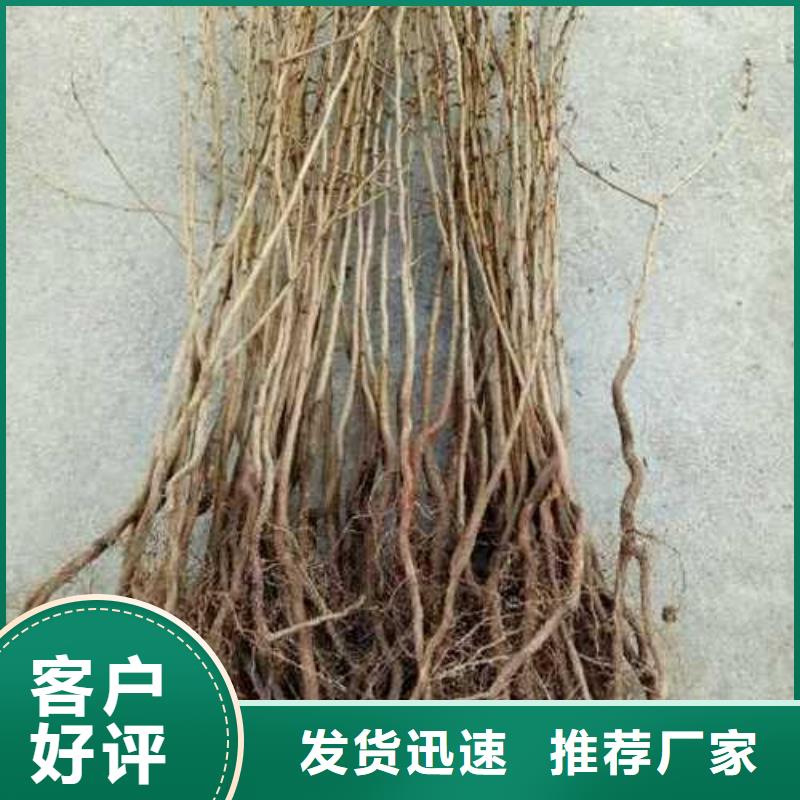 杜梨红香酥梨树苗超产品在细节