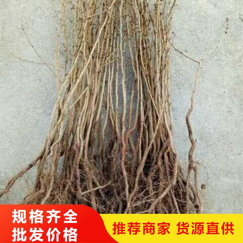 杜梨杜梨苗高性价比