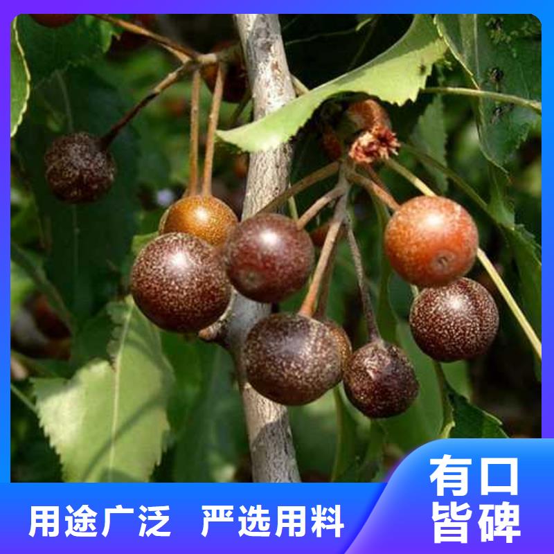 杜梨海棠苗规格齐全实力厂家