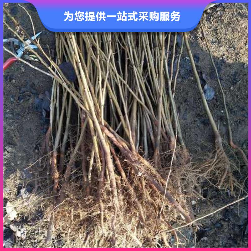 杜梨红香酥梨树苗超产品在细节
