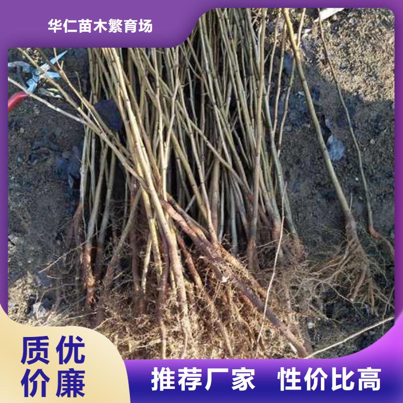 杜梨奥红全红梨树苗一站式采购