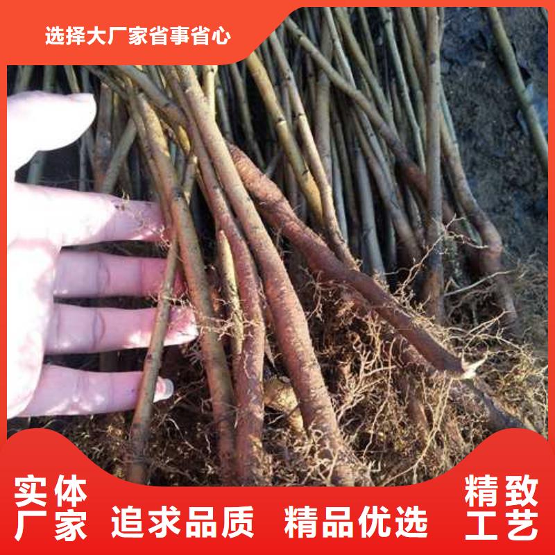 杜梨-山桃苗厂家型号齐全