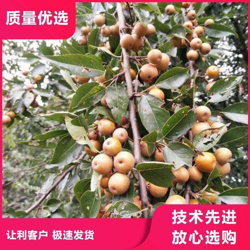 奥红全红梨树苗视频-太原市奥红全红梨树苗-(周边)可服务区域杏花岭|古交|晋中|长治|临汾|运城|朔州|吕梁|大同