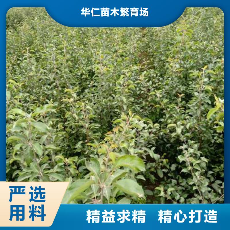 杜梨-红香酥梨树苗根据要求定制