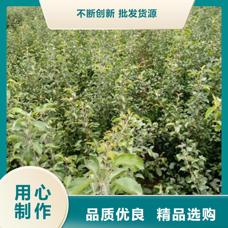 杜梨-瑞蟠101桃树苗同行低价