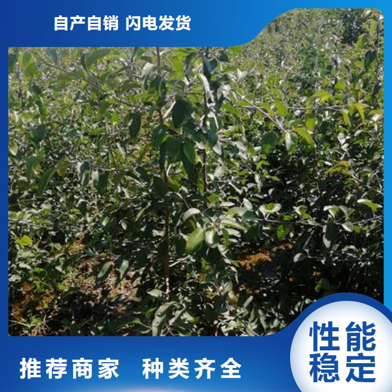 杜梨_山桃苗适用场景