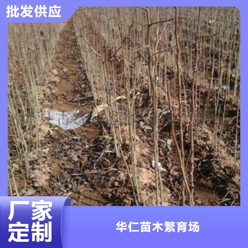 杜梨瑞蟠101桃树苗交货准时