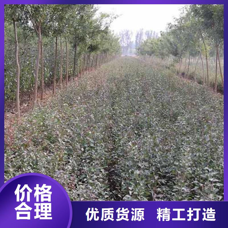 杜梨【秋月梨树苗】一手货源源头厂家