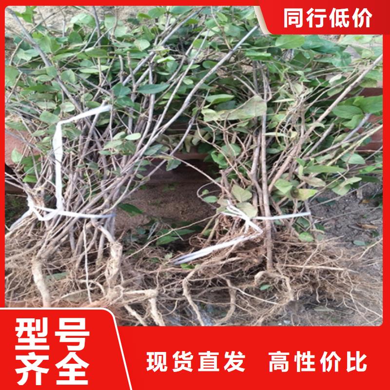 杈杷果桃树苗物流配货上门