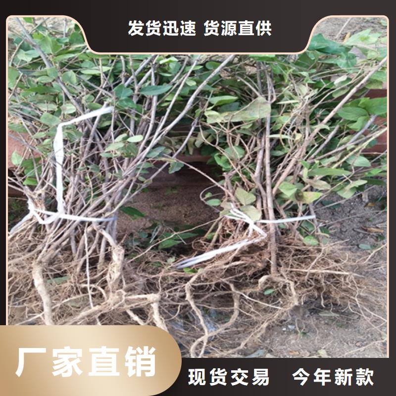 杏树苗视频-杏树苗|江苏省宿迁市|泗洪|宿豫|泰州|南京|连云港|淮安|盐城|常州|南通