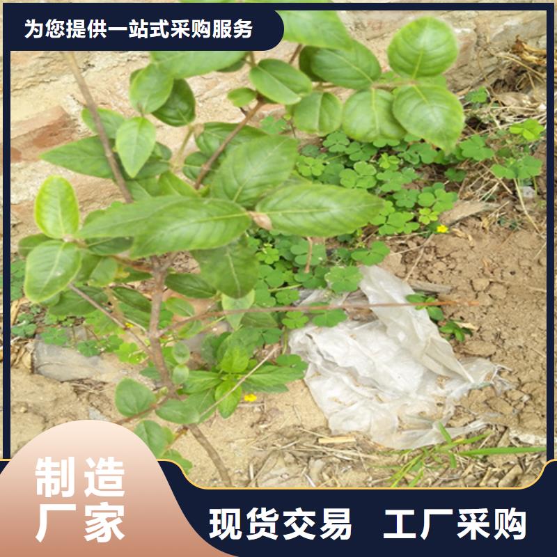 杏树苗视频-杏树苗|江苏省宿迁市|泗洪|宿豫|泰州|南京|连云港|淮安|盐城|常州|南通