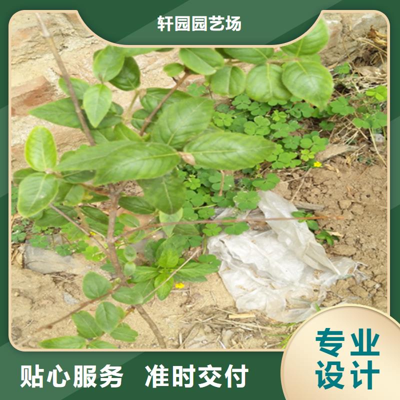 【 杈杷果-樱桃苗合作共赢】-可发货到自流井|沿滩|巴中|成都|泸州|遂宁