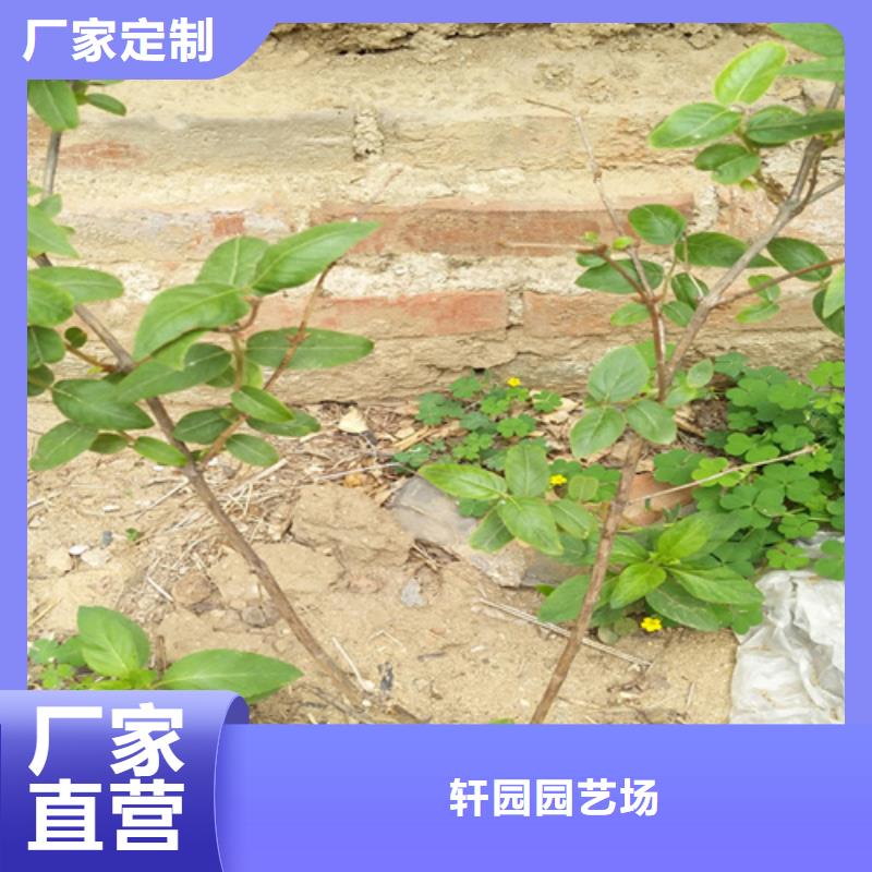 杈杷果_【石榴树】来图定制采购无忧