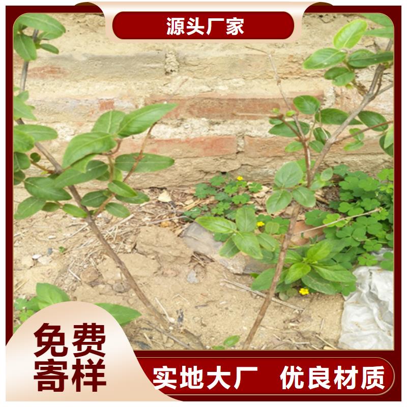 杏树苗视频-杏树苗|江苏省宿迁市|泗洪|宿豫|泰州|南京|连云港|淮安|盐城|常州|南通