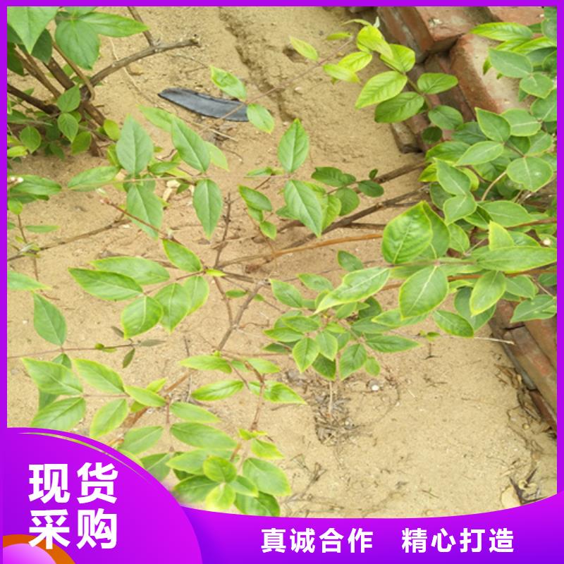 杈杷果_【石榴树】来图定制采购无忧