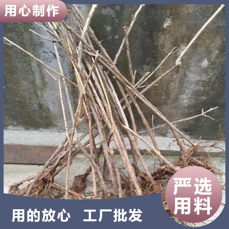 杈杷果桃树苗物流配货上门