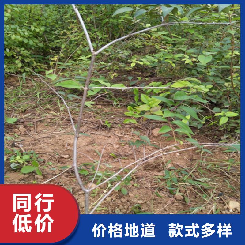 杏树苗视频-杏树苗|江苏省宿迁市|泗洪|宿豫|泰州|南京|连云港|淮安|盐城|常州|南通