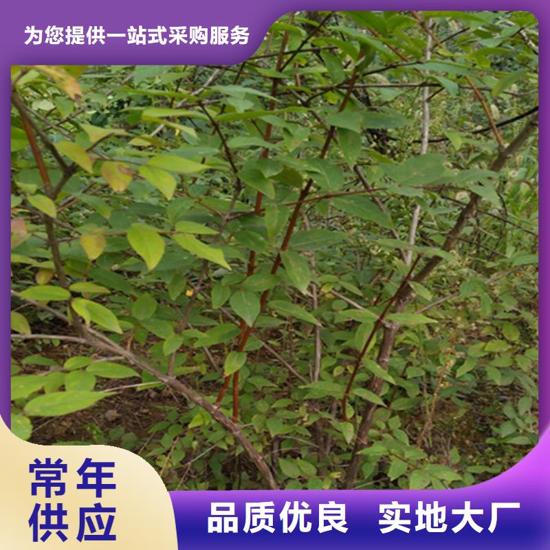 杈杷果_【石榴树】来图定制采购无忧