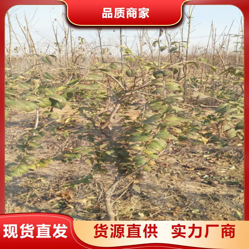 【 杈杷果-樱桃苗合作共赢】-可发货到自流井|沿滩|巴中|成都|泸州|遂宁