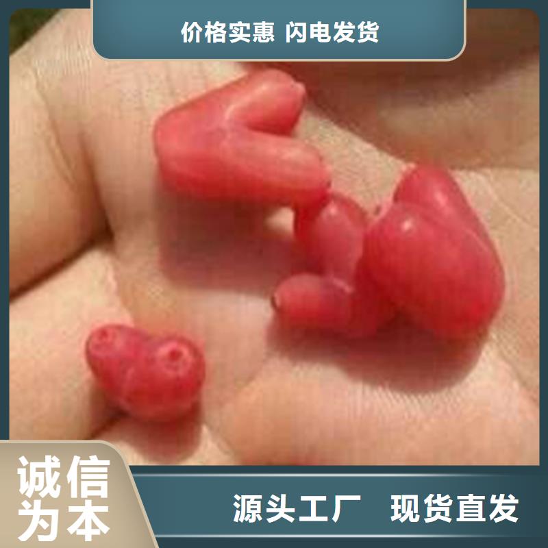杏树苗视频-杏树苗|江苏省宿迁市|泗洪|宿豫|泰州|南京|连云港|淮安|盐城|常州|南通