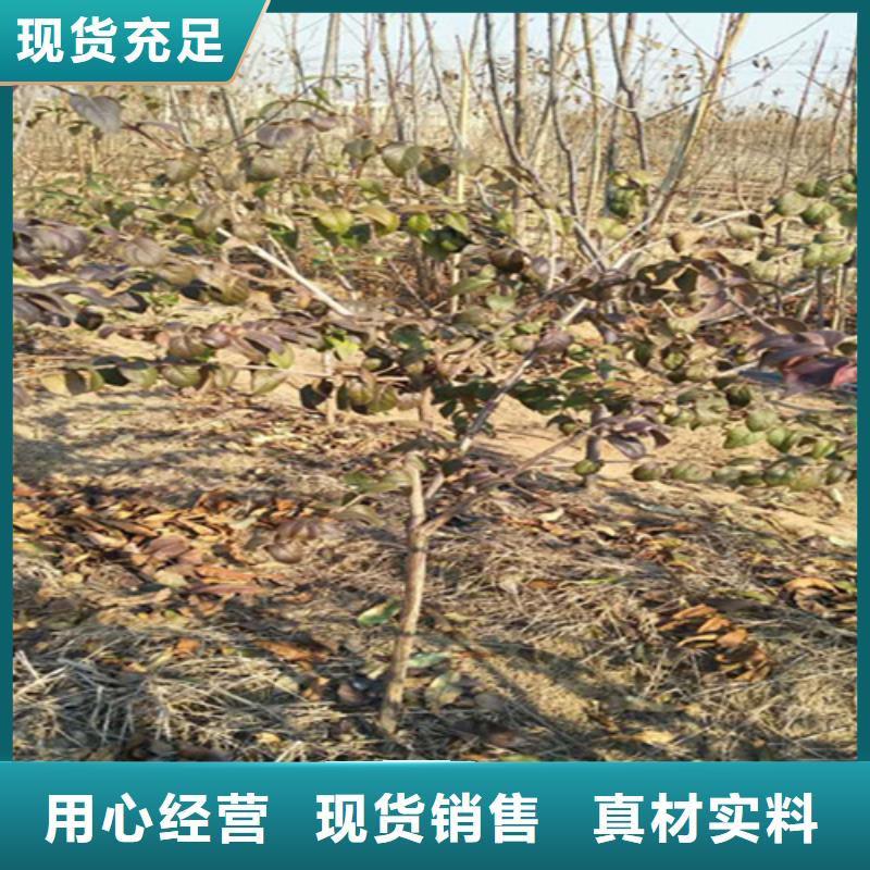杏树苗视频-杏树苗|江苏省宿迁市|泗洪|宿豫|泰州|南京|连云港|淮安|盐城|常州|南通