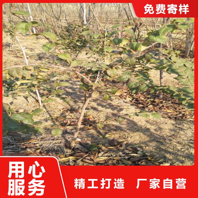 【 杈杷果-樱桃苗合作共赢】-可发货到自流井|沿滩|巴中|成都|泸州|遂宁