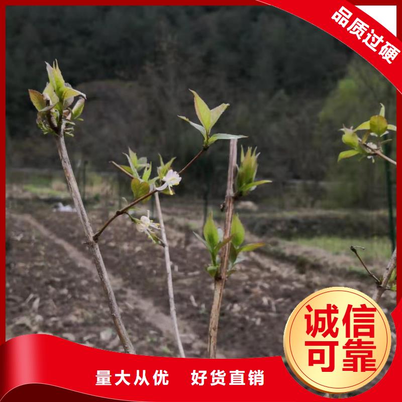 杈杷果_【石榴树】来图定制采购无忧