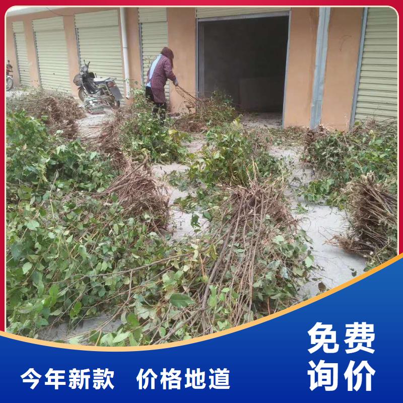 【 杈杷果-樱桃苗合作共赢】-可发货到自流井|沿滩|巴中|成都|泸州|遂宁