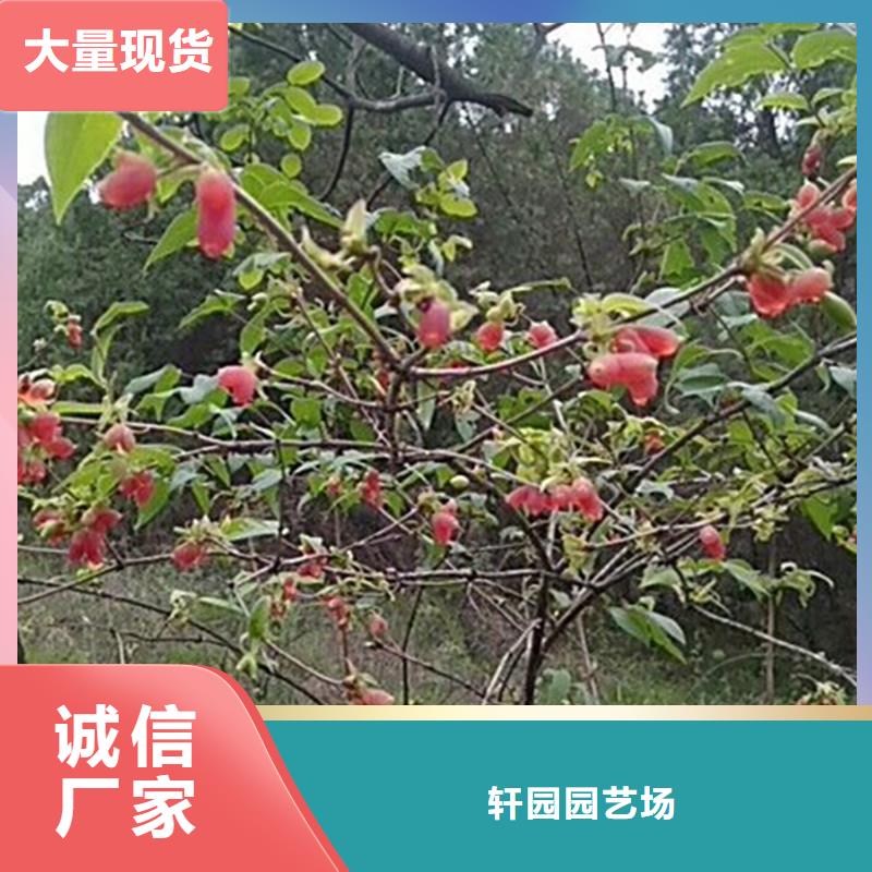 杏树苗视频-杏树苗|江苏省宿迁市|泗洪|宿豫|泰州|南京|连云港|淮安|盐城|常州|南通