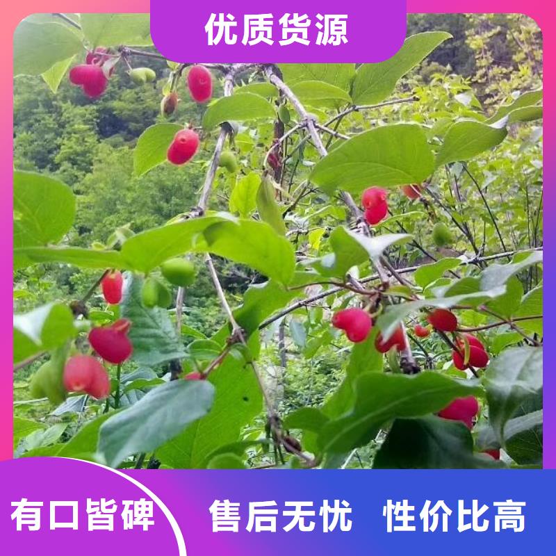 杏树苗视频-杏树苗|江苏省宿迁市|泗洪|宿豫|泰州|南京|连云港|淮安|盐城|常州|南通