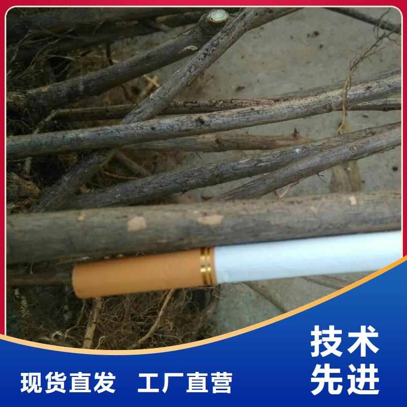 杈杷果_【石榴树】来图定制采购无忧