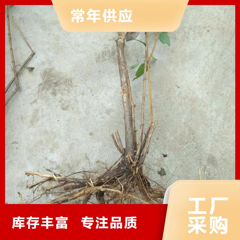 杈杷果_【石榴树】来图定制采购无忧