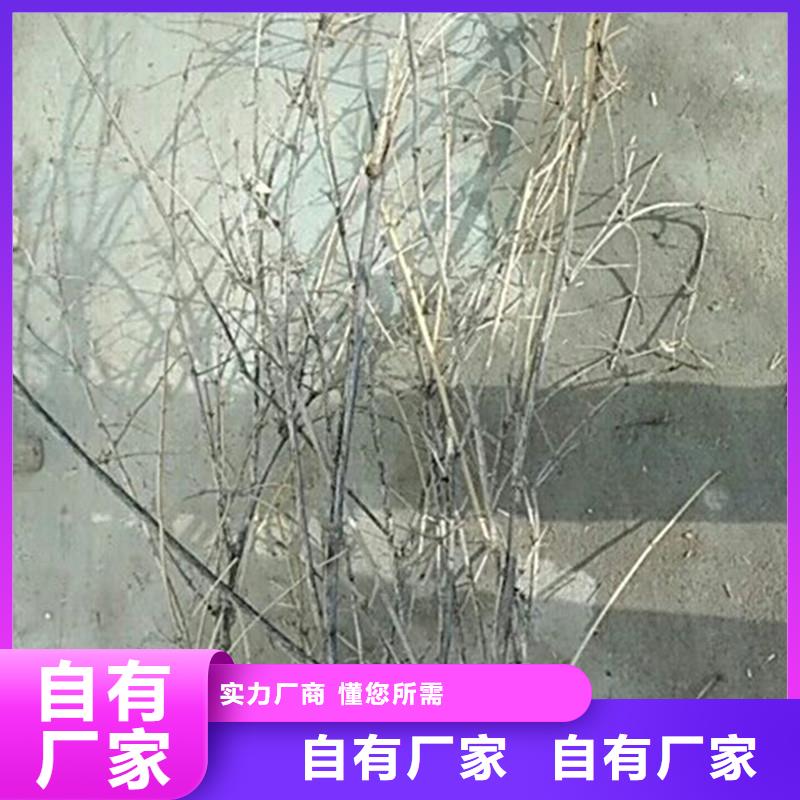 杈杷果_【石榴树】来图定制采购无忧
