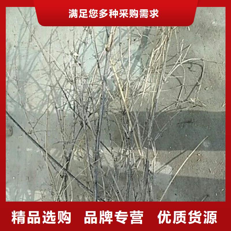 杏树苗视频-杏树苗|江苏省宿迁市|泗洪|宿豫|泰州|南京|连云港|淮安|盐城|常州|南通