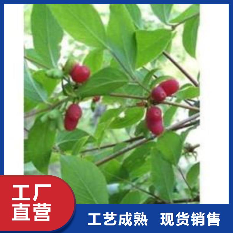 相思果苗种植基地