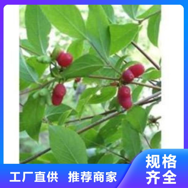 杈杷果桃树苗物流配货上门