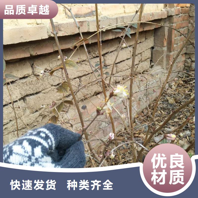 杈杷果_【石榴树】来图定制采购无忧