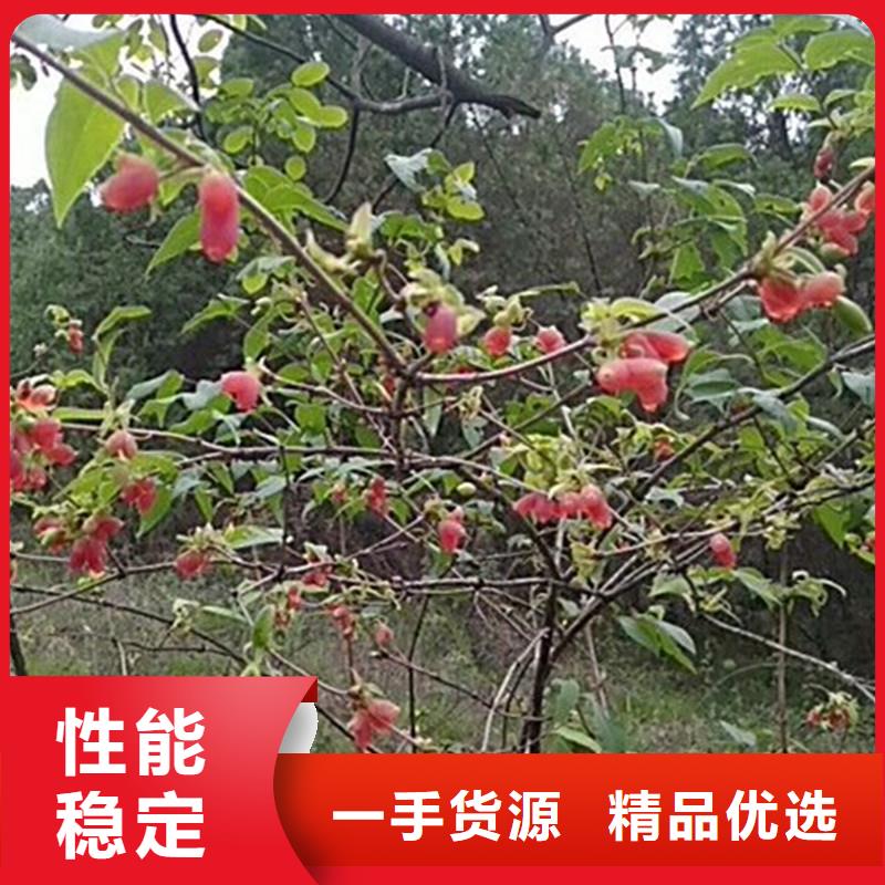 杈杷果_【石榴树】来图定制采购无忧